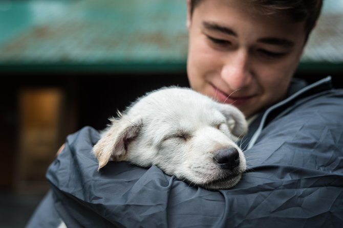 Wilderness Dog Sled Ride and Tour in Seward - The Dog Ride in the Woods: Padded Comfort and What to Expect on Trail