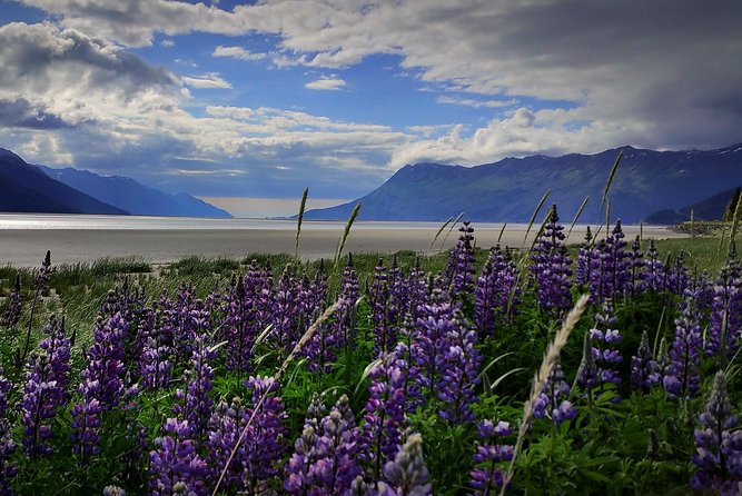 Wilderness, Wildlife, Glacier Experience from Anchorage - Key Highlights Worth Noting