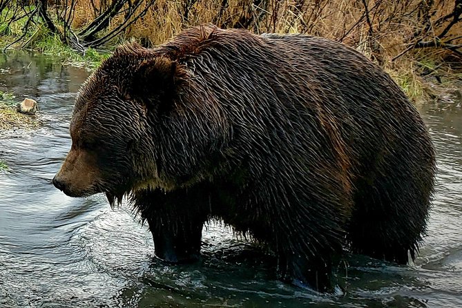 Wilderness, Wildlife, Glacier Experience from Anchorage - A Practical Way to Do Anchorage’s Wildlife and Glacier Day
