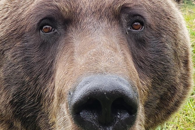 Wilderness, Wildlife, Glacier Experience from Anchorage - Anchorage City Stops: Gold Rush, Marsh Wildlife, and Bay Views