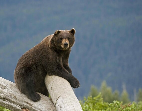 Wildlife and Glaciers with a walk in the Rainforest - Key points worth knowing