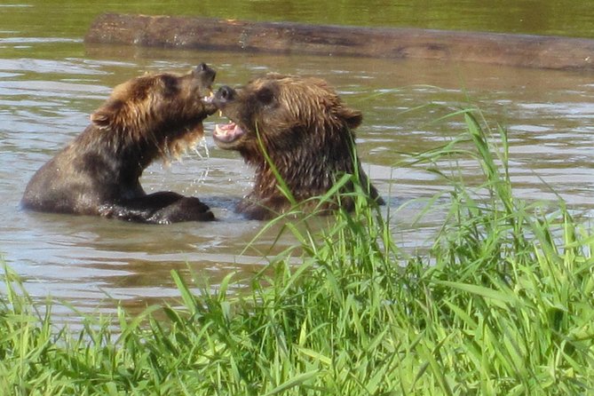 Wildlife and Glaciers with a walk in the Rainforest - Turnagain Arm wildlife, with Anchorage-scale convenience