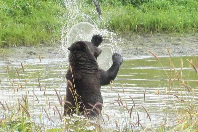 Wildlife and Glaciers with a walk in the Rainforest - Winter reality check: colder rides, different viewing, and possible stop changes