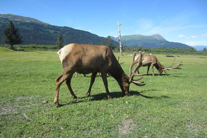 Wildlife and Glaciers with a walk in the Rainforest - What to pack so the day feels comfortable (not miserable)