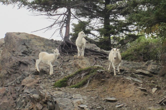 Wildlife and Glaciers with a walk in the Rainforest - How much value do you get for $149?