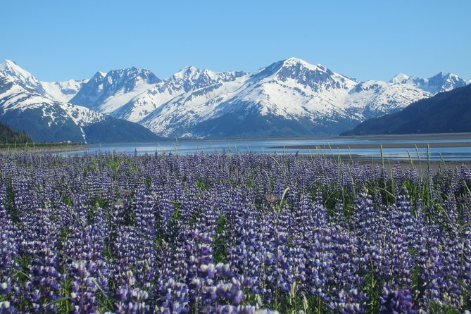 Wildlife and Glaciers with a walk in the Rainforest - The meeting point, the van time, and why the guide matters