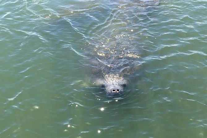 Wildlife Tour of Indian River Lagoon with Experienced Captain - Turtle Mound and the Canaveral National Seashore Stop