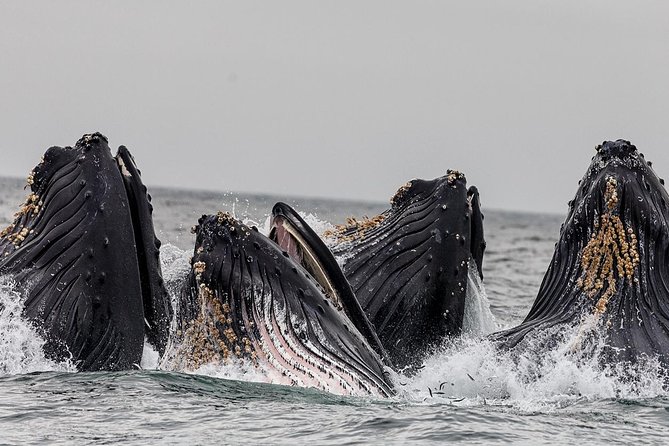 Wildlife Viewing, Sightseeing and Whale Watching Quest - Why Ketchikan whale watching is different on the water