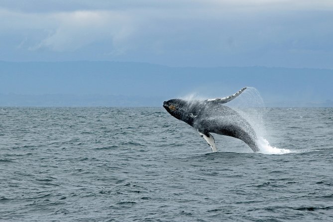 Wildlife Viewing, Sightseeing and Whale Watching Quest - The boat comfort trick for cold, rainy Ketchikan