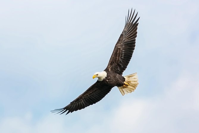 Wildlife Viewing, Sightseeing and Whale Watching Quest - Tongass Narrows: where the whale spotting actually gets serious