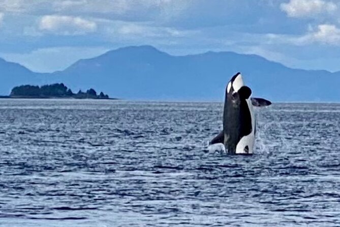Wildlife Viewing, Sightseeing and Whale Watching Quest - Metlakatla eagle stop and Walden Rocks harbor seal time