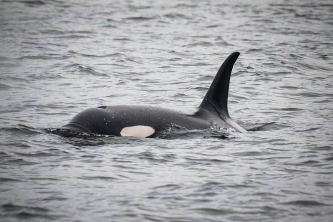 Wildlife Viewing, Sightseeing and Whale Watching Quest - Getting to the meeting point fast (and not missing check-in)