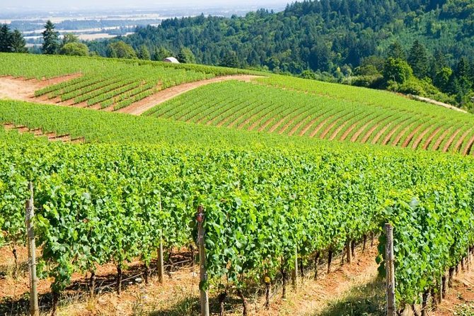 Willamette Valley Wine Tour with Lunch - Key Points If You Want the Essentials First