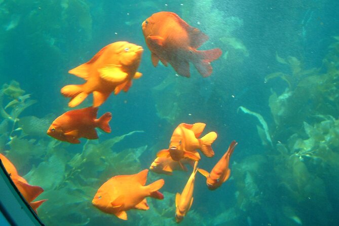 Yellow Semi-Submarine Tour of Catalina Island From Avalon - Who should book this semi-sub tour, and who should rethink it