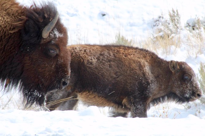 Yellowstone Lower Loop Full-Day Tour - Hayden Valley, Wildlife-Spotting Time