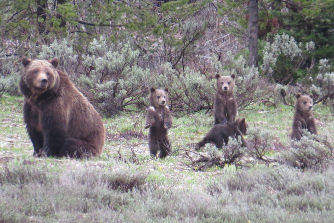 Yellowstone National Park - Full-Day Lower Loop Tour from Jackson - Key Things I’d Bookmark Before You Go