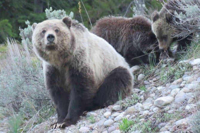 Yellowstone National Park - Full-Day Lower Loop Tour from Jackson - The Value Math: What $375 Includes (And What It Might Cost Extra)