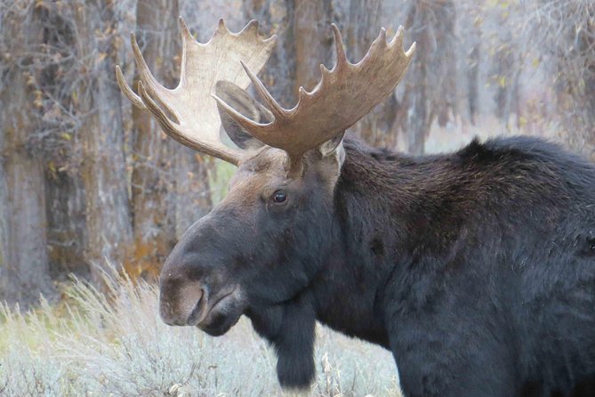 Yellowstone National Park - Full-Day Lower Loop Tour from Jackson - Yellowstone Lake, Then Back to Jackson: A Full-Day Loop With a Clear End