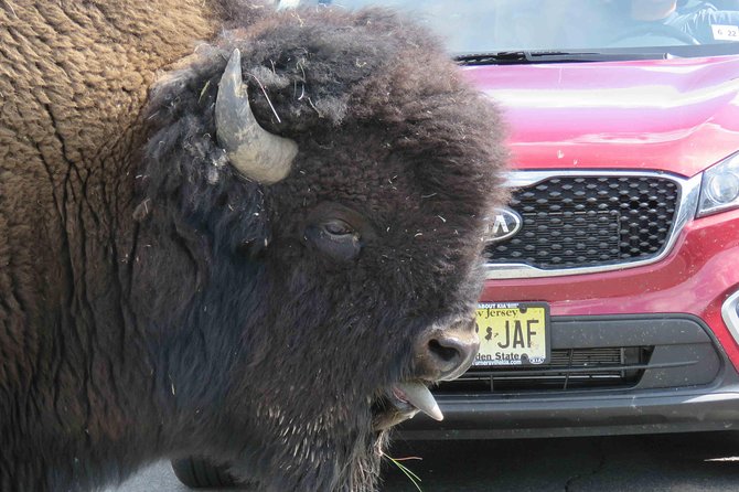 Yellowstone National Park - Full-Day Lower Loop Tour from Jackson - The Real World Reality Check: Long Vehicle Time, Moderate Walking, and Group Flow