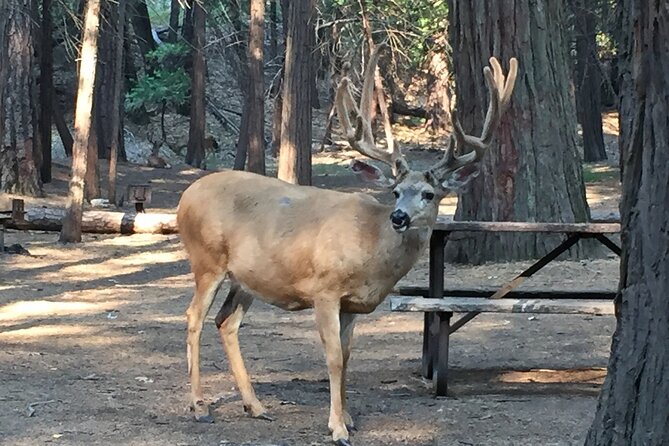 Yosemite Highlights Small Group Tour - Yosemite Valley: the icons you came for