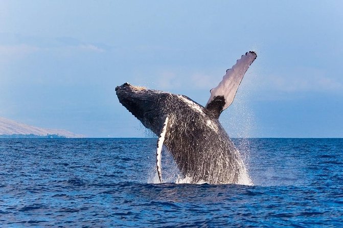 Zodiac Raft Whale Watching Adventure - Kona’s Whale Watching, Done Like an Adventure Boat