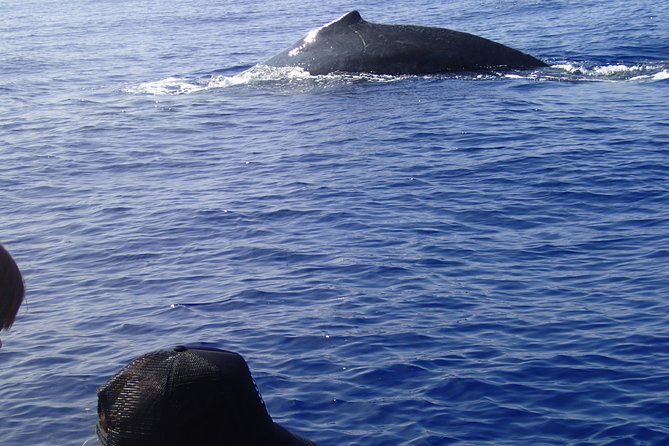 Zodiac Raft Whale Watching Adventure - 3 Hours on the Water: What the Morning Feels Like