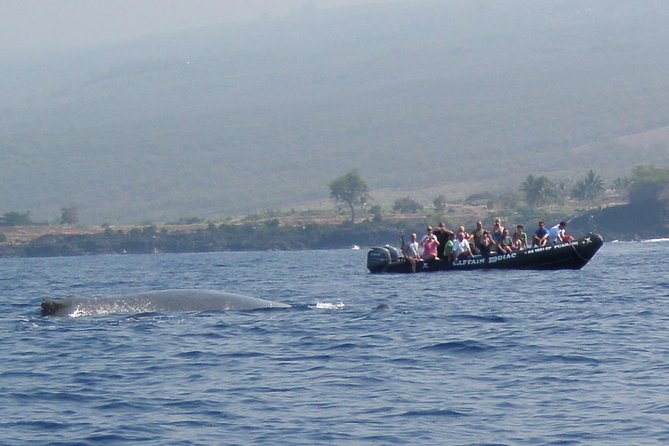 Zodiac Raft Whale Watching Adventure - Animals Plus Scenery: Lava Tubes and Sea Caves