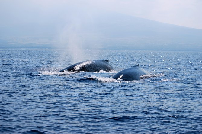 Zodiac Raft Whale Watching Adventure - Value for Around $113: Small Boat, Included Snacks, Big Moments