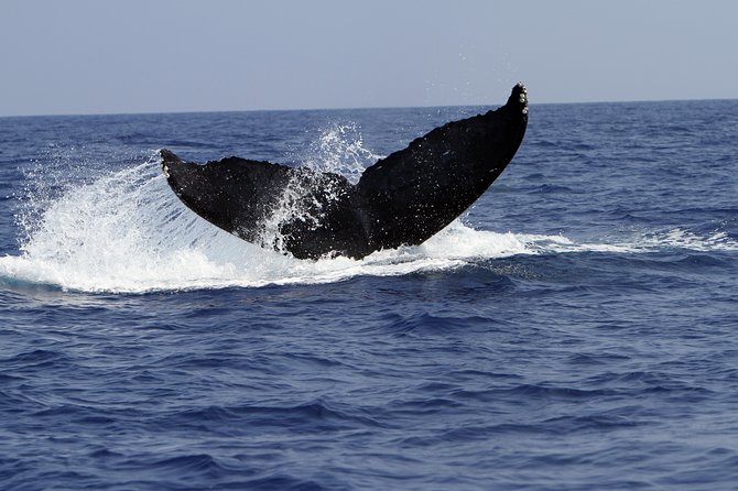 Zodiac Raft Whale Watching Adventure - Meeting at Captain Zodiac, Then Headed Toward Waikoloa