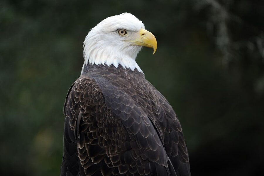 Zoo Miami: General Admission Ticket - Why Zoo Miami feels like a world trip in one place