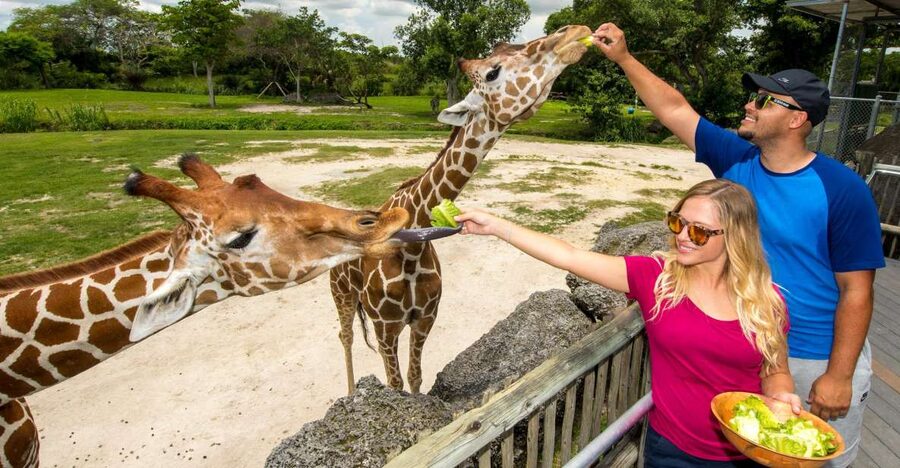 Zoo Miami: General Admission Ticket - Samburu feeding station: the Africa highlight with real payoff