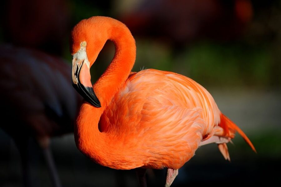 Zoo Miami: General Admission Ticket - The Amazon and Beyond exhibit, plus a 48,000-gallon aquarium