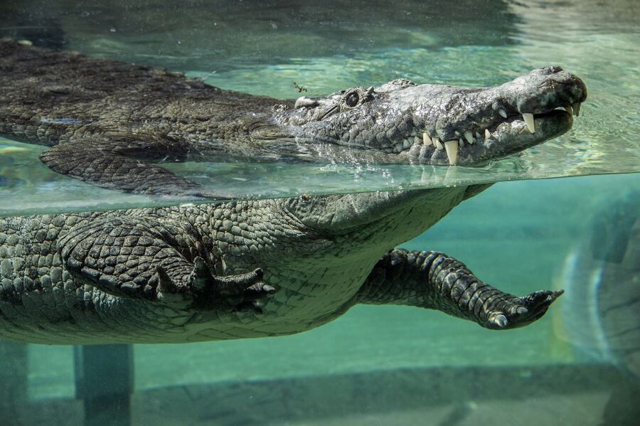 Zoo Miami: General Admission Ticket - Wings of Asia Aviary and free-flying birds