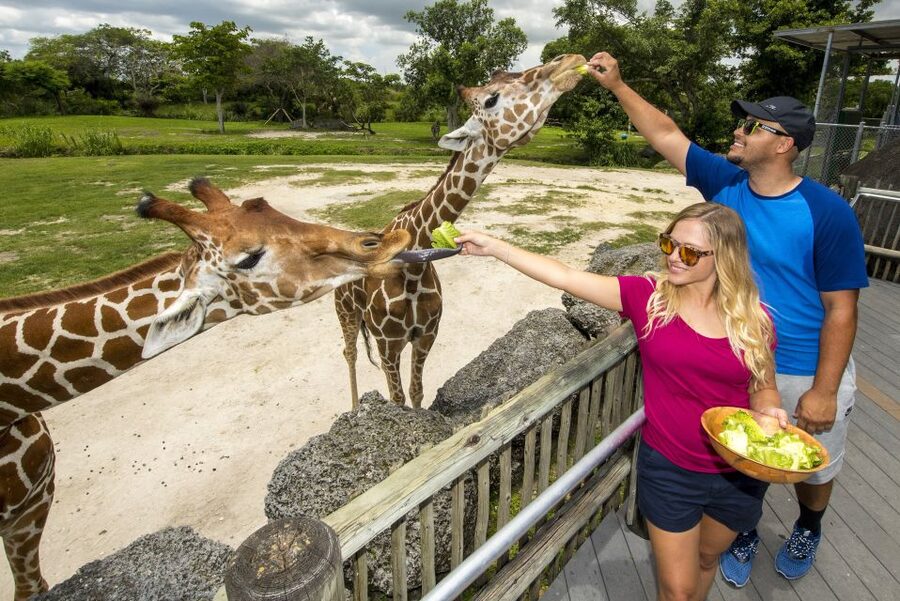 Zoo Miami: General Admission Ticket - Getting around: walking, shade breaks, and bike rentals