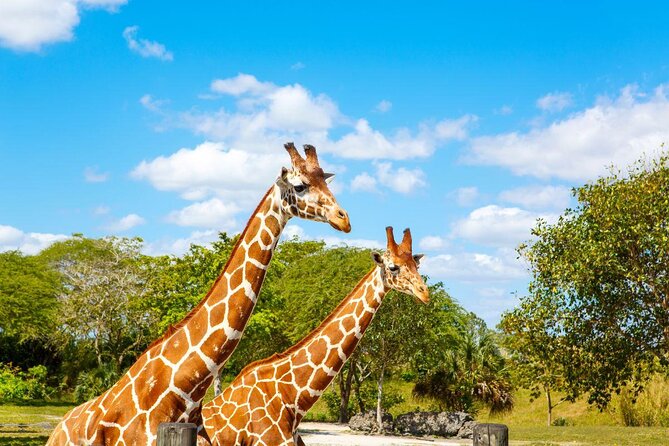 Zoo Miami Ticket with Optional Upgrade - Key highlights you can plan around