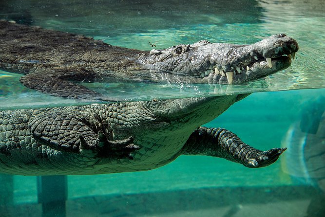 Zoo Miami Ticket with Optional Upgrade - How to pace your day in a huge zoo (without burning out)